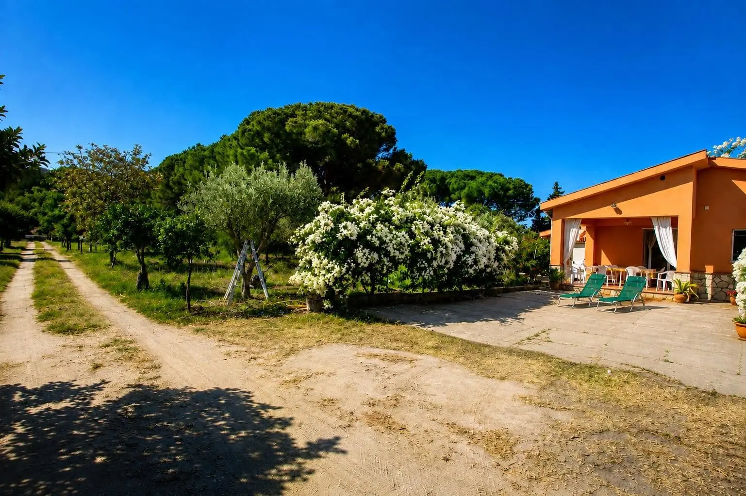 Il viale della tenuta tra ulivi e agrumi
