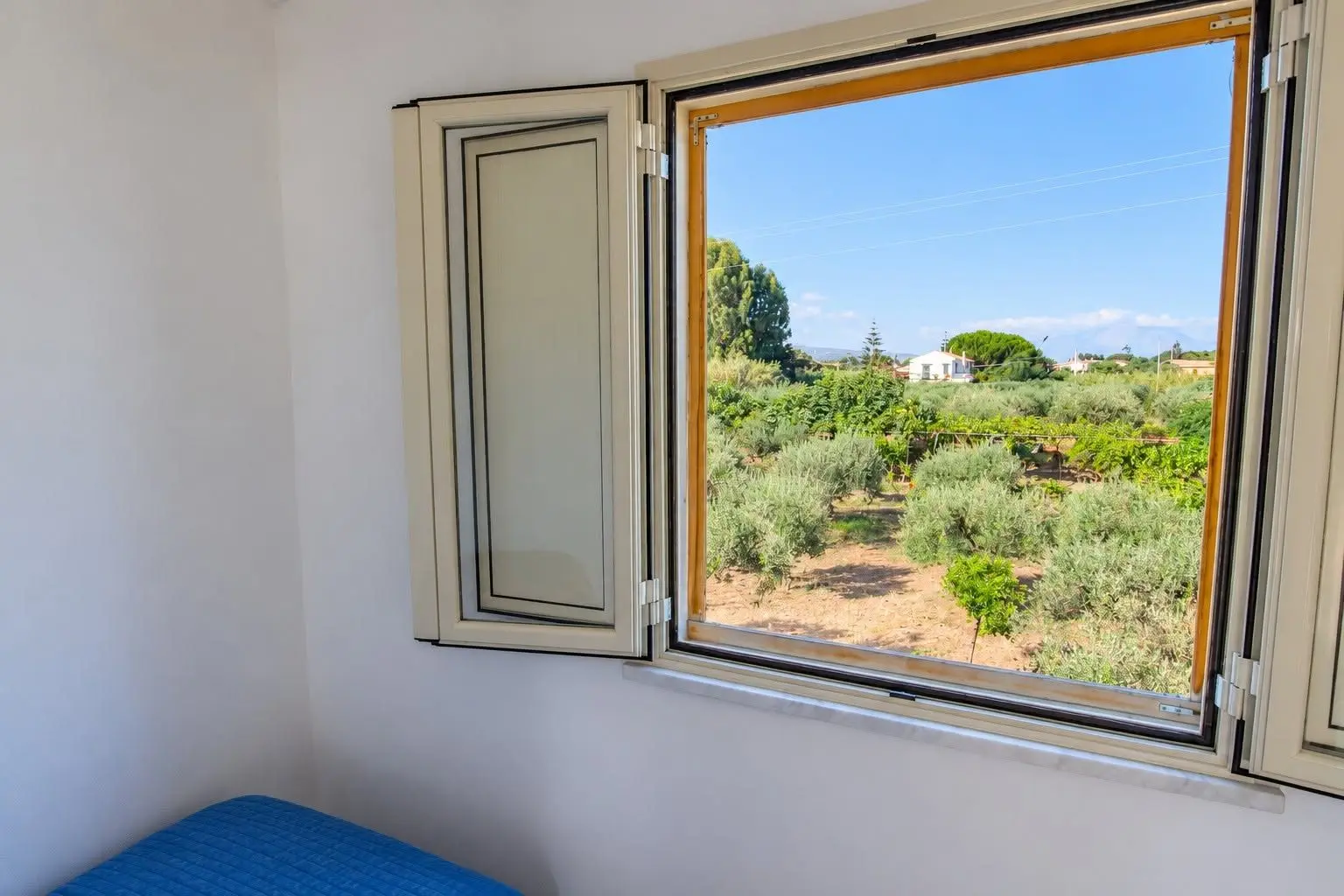 Ulivi e campagna verso il mare dalla Villa dei Mandarini