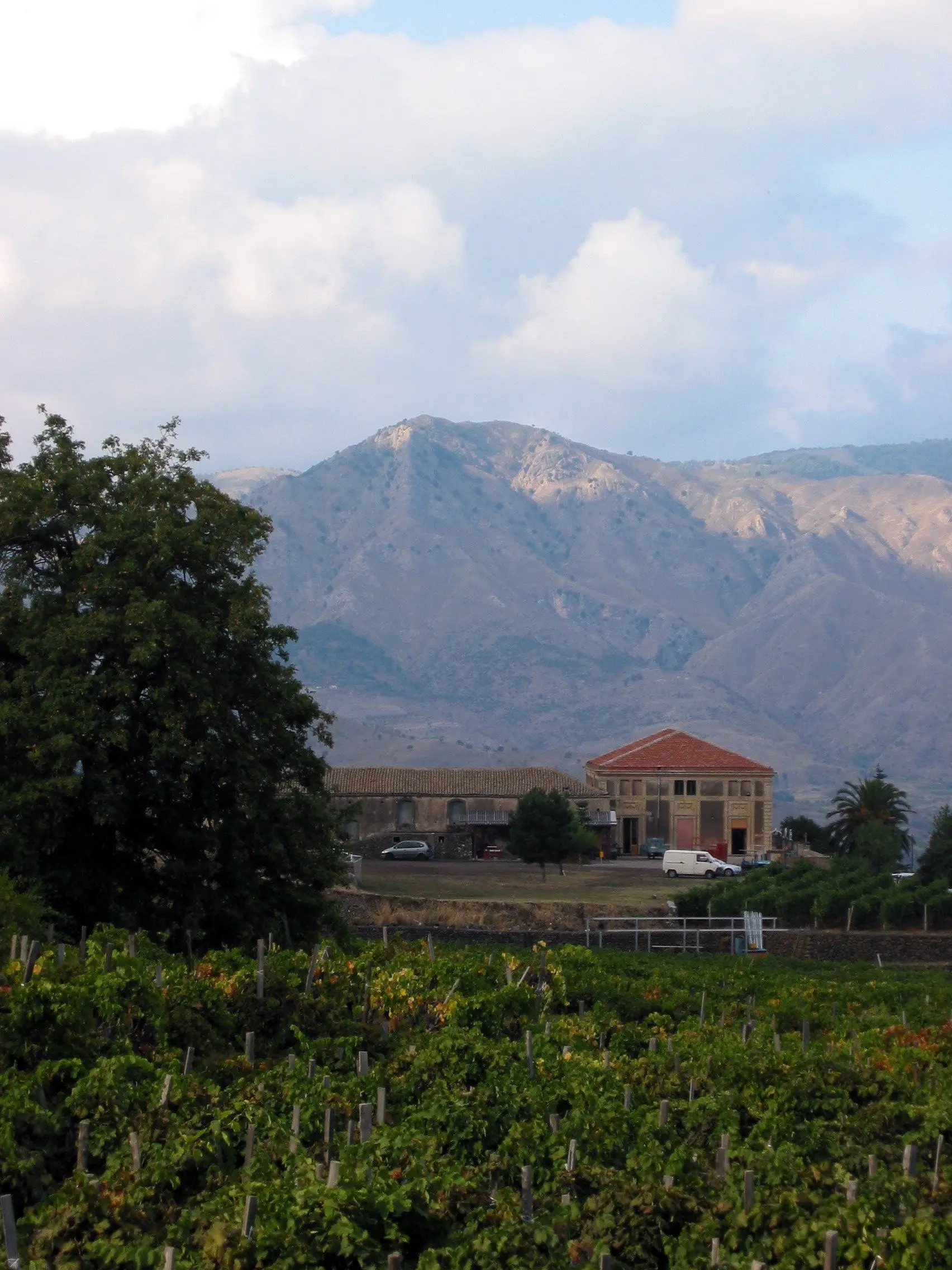 Vigne sulle pendici dell'Etna a Passopisciaro