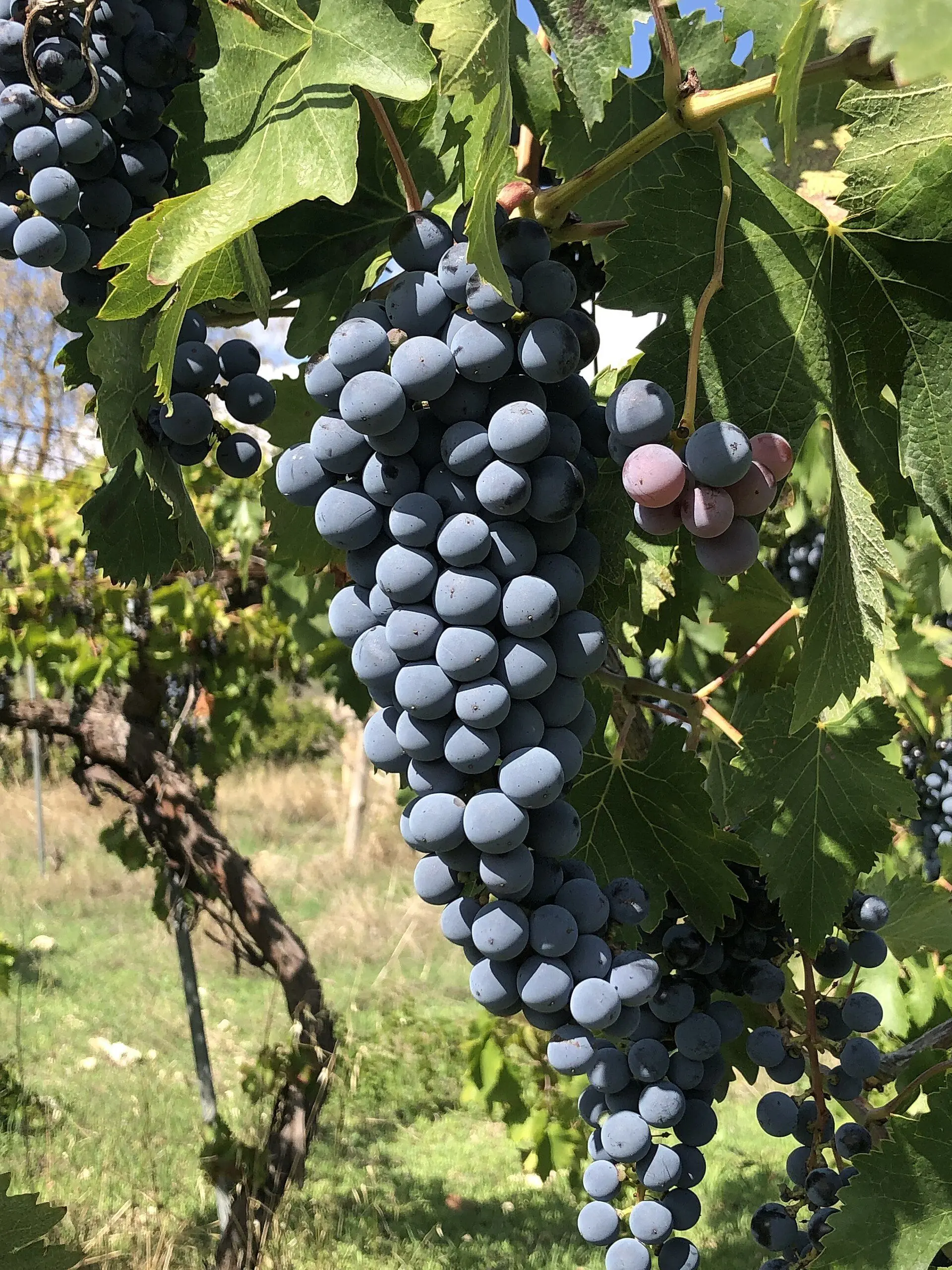 Grappoli maturi di Nero d'Avola