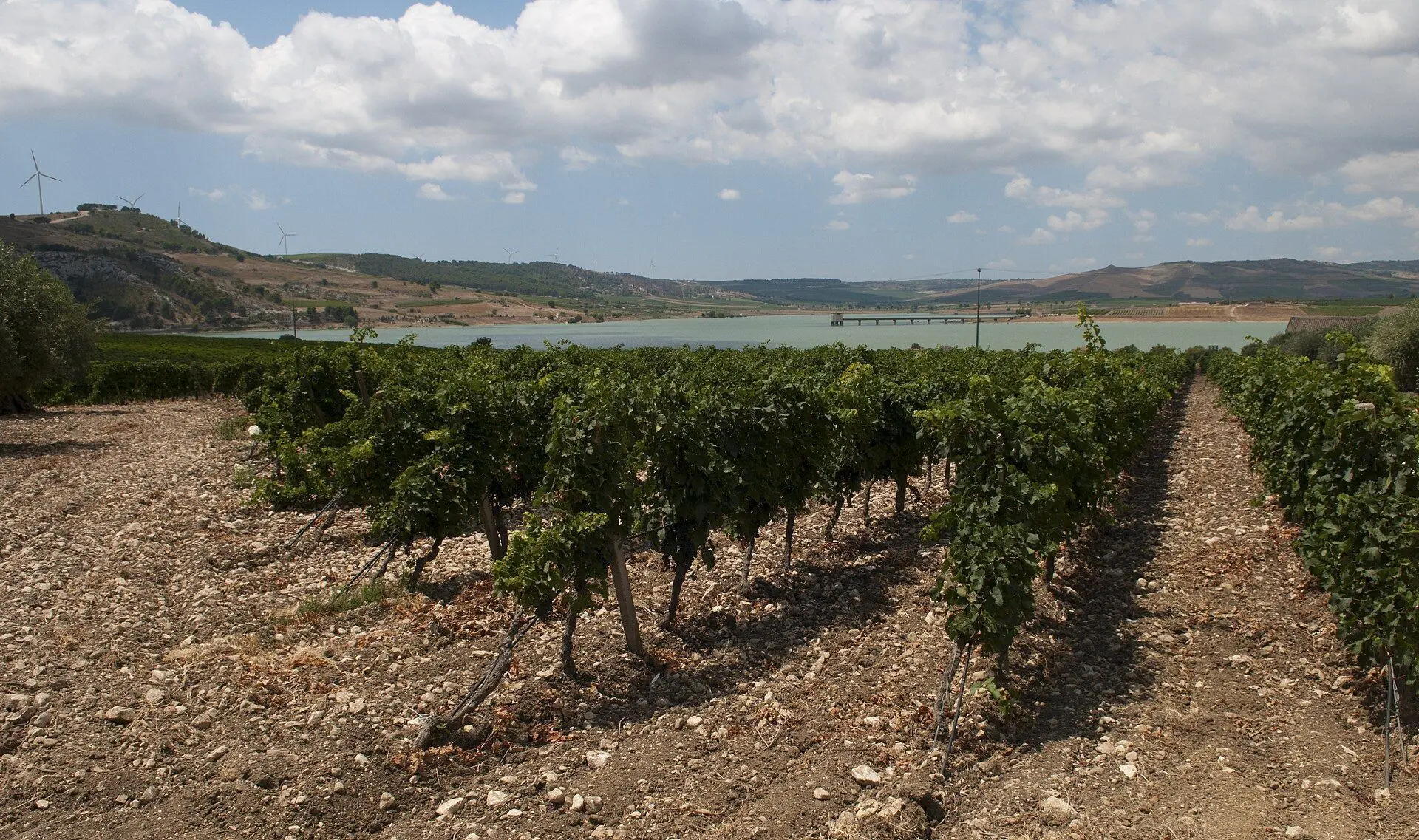 Vigneti in Sicilia